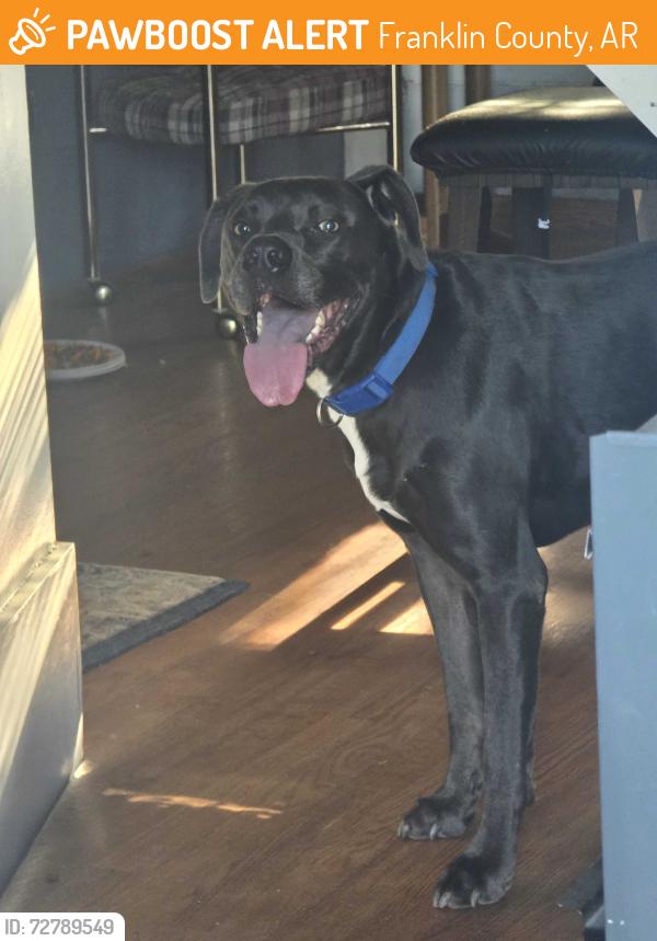 Found/Stray Male Dog last seen Hwy 23 south  x. Brown Ln. , Franklin County, AR 72949