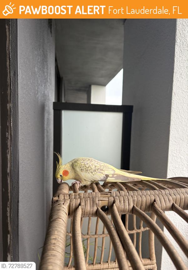 Found/Stray Unknown Bird last seen Near NE 8th st Fort Lauderdale 33304 - on my balcony! , Fort Lauderdale, FL 33304