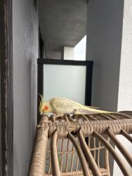 Found/Stray Unknown Bird last seen Near NE 8th st Fort Lauderdale 33304 - on my balcony! , Fort Lauderdale, FL 33304
