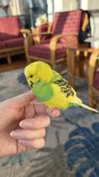 Found/Stray Unknown Bird last seen Emerson Ave and dowling , Minneapolis, MN 55411