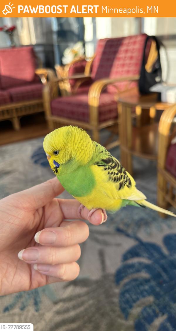Found/Stray Unknown Bird last seen Emerson Ave and dowling , Minneapolis, MN 55411