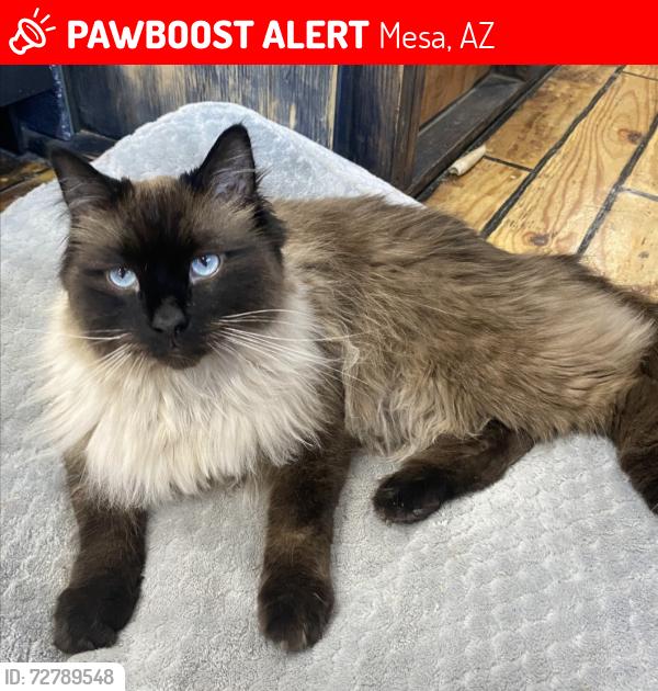 Lost Male Cat last seen Country Club and 1st Street , Mesa, AZ 85201