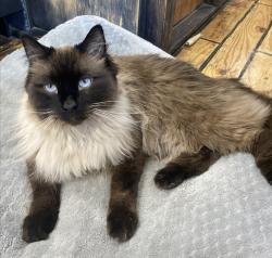 Lost Male Cat last seen Country Club and 1st Street , Mesa, AZ 85201