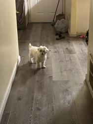 Lost Female Dog last seen Bakersfield , Bakersfield, CA 93301