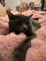 Lost Male Cat last seen S skye drive, South Jordan, UT 84009