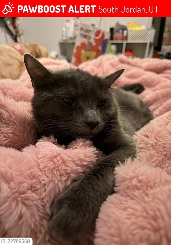Lost Male Cat last seen S skye drive, South Jordan, UT 84009