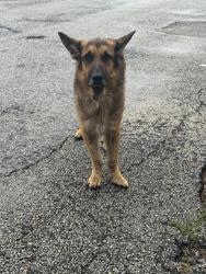 Found/Stray Unknown Dog last seen Near north gate and broadmoor st, Victoria, TX 77904
