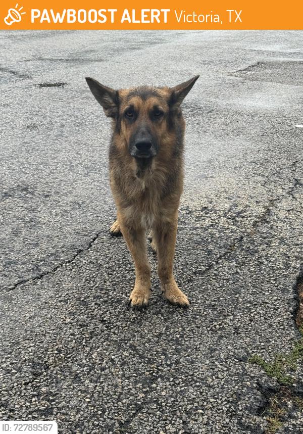 Found/Stray Unknown Dog last seen Near north gate and broadmoor st, Victoria, TX 77904