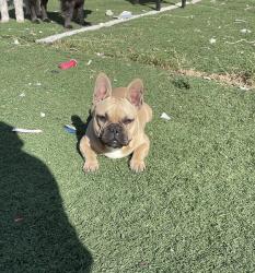 Lost Male Dog last seen Commonwealth ave, San Jacinto, CA 92583