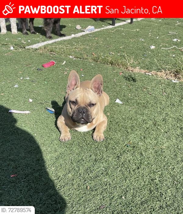 Lost Male Dog last seen Commonwealth ave, San Jacinto, CA 92583