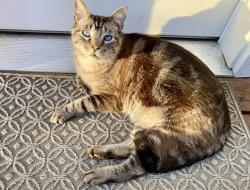 Lost Male Cat last seen Breneman, Boise, ID 83702