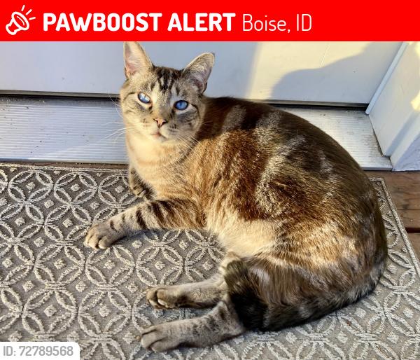 Lost Male Cat last seen Breneman, Boise, ID 83702