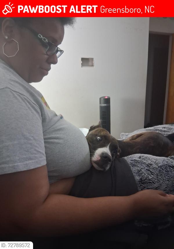 Found/Stray Female Dog last seen In between Hickory tree and Candace ridge, Greensboro, NC 27405