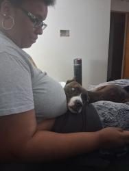 Found/Stray Female Dog last seen In between Hickory tree and Candace ridge, Greensboro, NC 27405