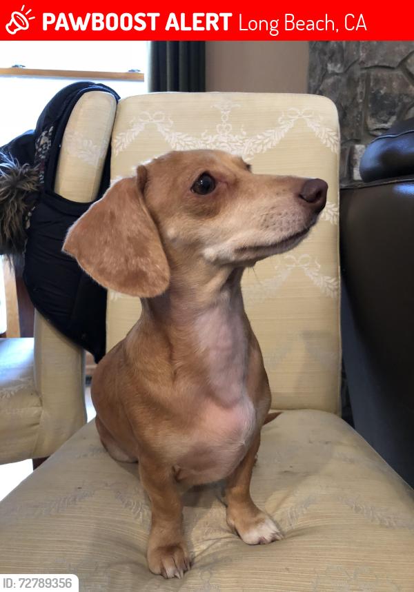 Lost Female Dog last seen Junipero and Ocean Avenue, Long Beach, CA 90755