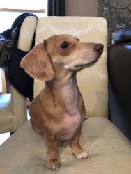 Lost Female Dog last seen Junipero and Ocean Avenue, Long Beach, CA 90755