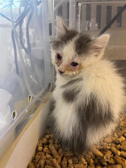 Shelter Stray Male Cat last seen El Paso, TX 79938, Fort Bliss, TX 79906