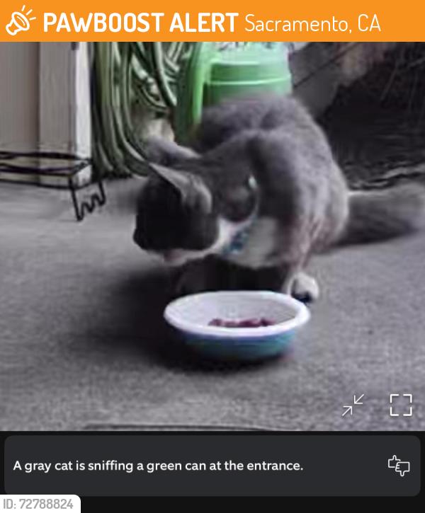Found/Stray Unknown Cat last seen Tacomic & Pinebrook, Sacramento, CA 95842