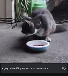 Found/Stray Unknown Cat last seen Tacomic & Pinebrook, Sacramento, CA 95842