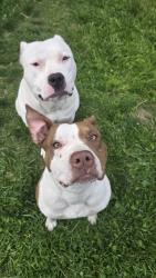 Found/Stray Male Dog last seen Terrace Ave and s Oxford St , Indianapolis, IN 46203