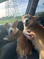 Found/Stray Male Dog last seen Found on Matthew Road and Lake Ridge Parkway, by the churches , Grand Prairie, TX 75052