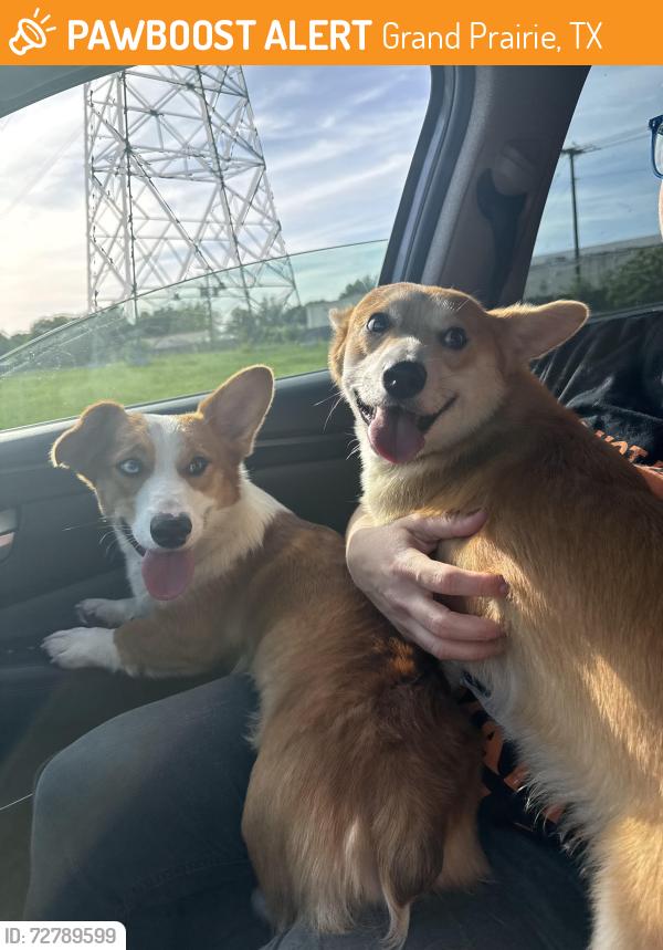 Found/Stray Male Dog last seen Found on Matthew Road and Lake Ridge Parkway, by the churches , Grand Prairie, TX 75052