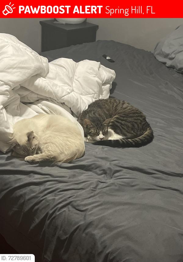 Lost Unknown Cat last seen Dior and villa, Spring Hill, FL 34609