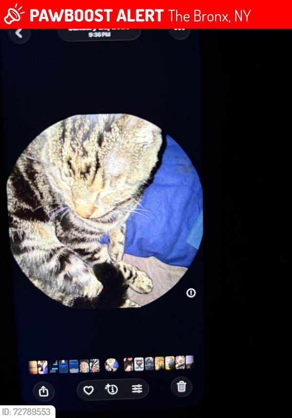 Lost Male Cat last seen Near E 163rd 7th floor, The Bronx, NY 10451