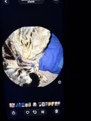 Lost Male Cat last seen Near E 163rd 7th floor, The Bronx, NY 10451