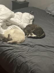 Lost Unknown Cat last seen Dior and villa, Spring Hill, FL 34609