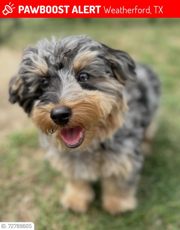 Lost Male Dog last seen Ranger Hwy and Greenwood Rd, Weatherford, TX 76086