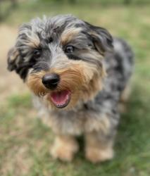 Lost Male Dog last seen Ranger Hwy and Greenwood Rd, Weatherford, TX 76086