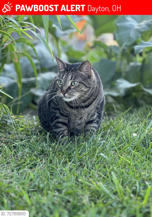 Lost Male Cat last seen Van Buren apmts , Dayton, OH 45420
