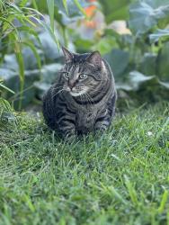 Lost Male Cat last seen Van Buren apmts , Dayton, OH 45420