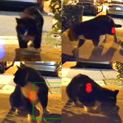 Found/Stray Unknown Cat last seen Swanns mill neighborhood on Cozart st , Durham, NC 27704