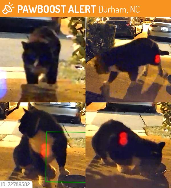 Found/Stray Unknown Cat last seen Swanns mill neighborhood on Cozart st , Durham, NC 27704