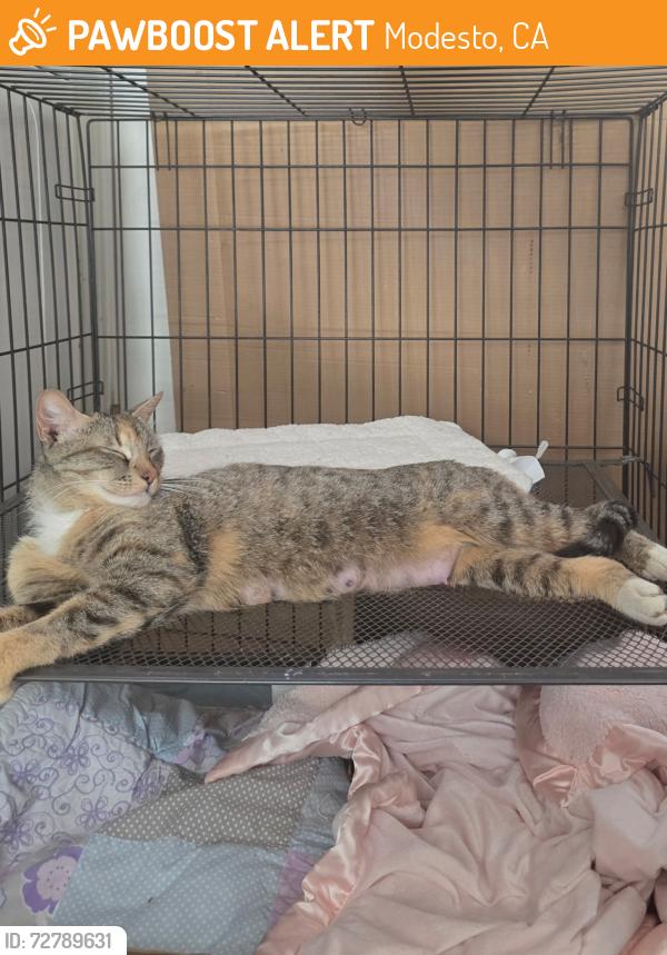 Found/Stray Female Cat last seen Near Coffee Road , Modesto, CA 95355
