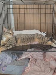 Found/Stray Female Cat last seen Near Coffee Road , Modesto, CA 95355