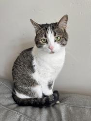 Lost Female Cat last seen Sports park, Spanish Fork, UT 84660