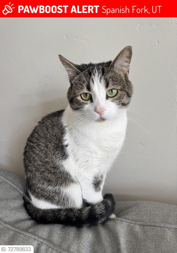Lost Female Cat last seen Sports park, Spanish Fork, UT 84660