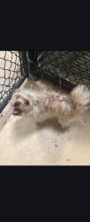 Lost Female Dog last seen Morgan Park Area, Chicago, IL 60643