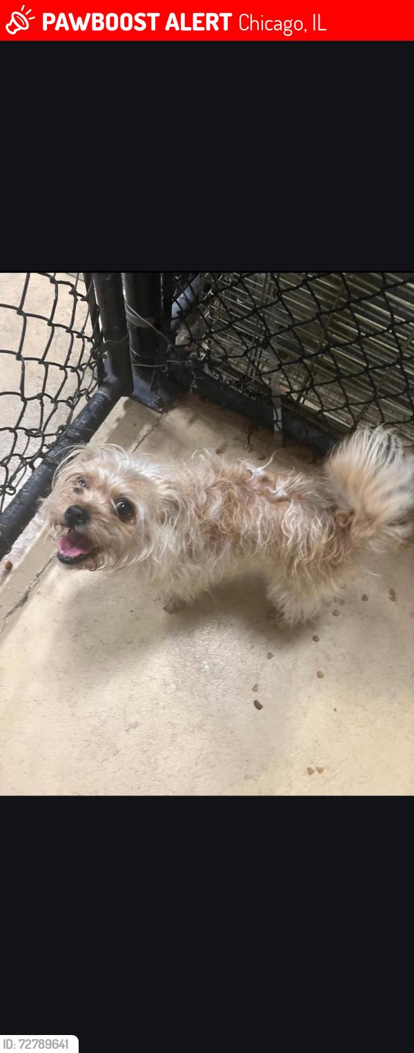 Lost Female Dog last seen Morgan Park Area, Chicago, IL 60643