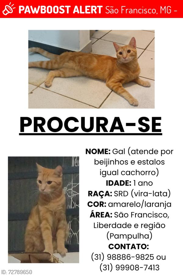 Lost Male Cat last seen Rua Viseu 996, São Francisco, MG 31255-230