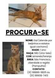 Lost Male Cat last seen Rua Viseu 996, São Francisco, MG 31255-230