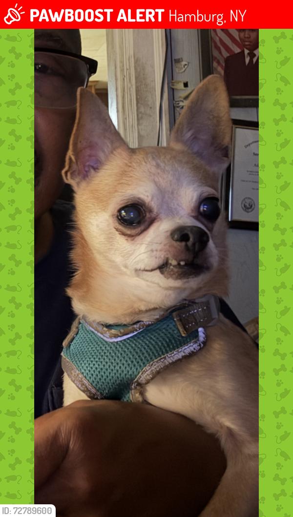 Lost Male Dog last seen Humboldt parkway, Hamburg, NY 14219