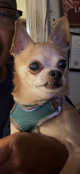 Lost Male Dog last seen Humboldt parkway, Hamburg, NY 14219