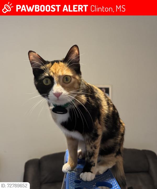 Lost Female Cat last seen Kirkwood Neighborhood , Clinton, MS 39056