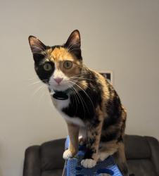 Lost Female Cat last seen Kirkwood Neighborhood , Clinton, MS 39056