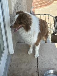 Found/Stray Male Dog last seen Banyan and Fredericksburg, Rancho Cucamonga, CA 91737