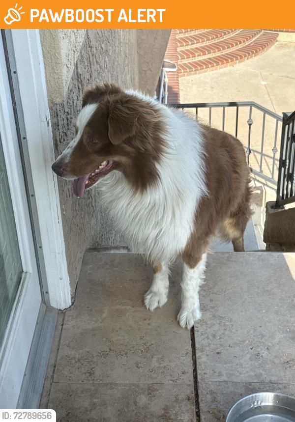 Found/Stray Male Dog last seen Banyan and Fredericksburg, Rancho Cucamonga, CA 91737